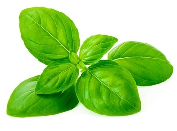 Organic Basil Leaves